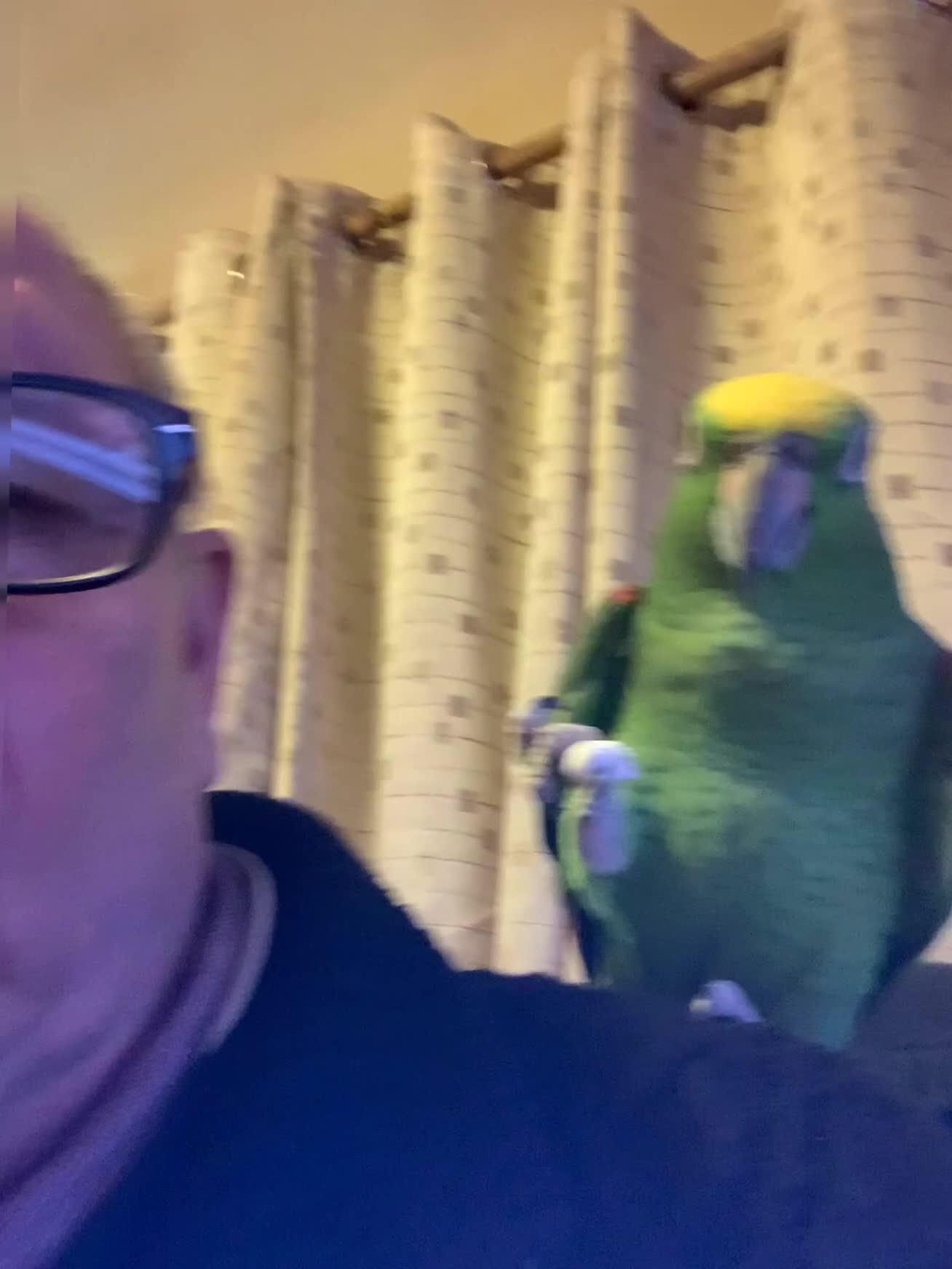 Parrots birds for sale: yellow fronted - Video 2