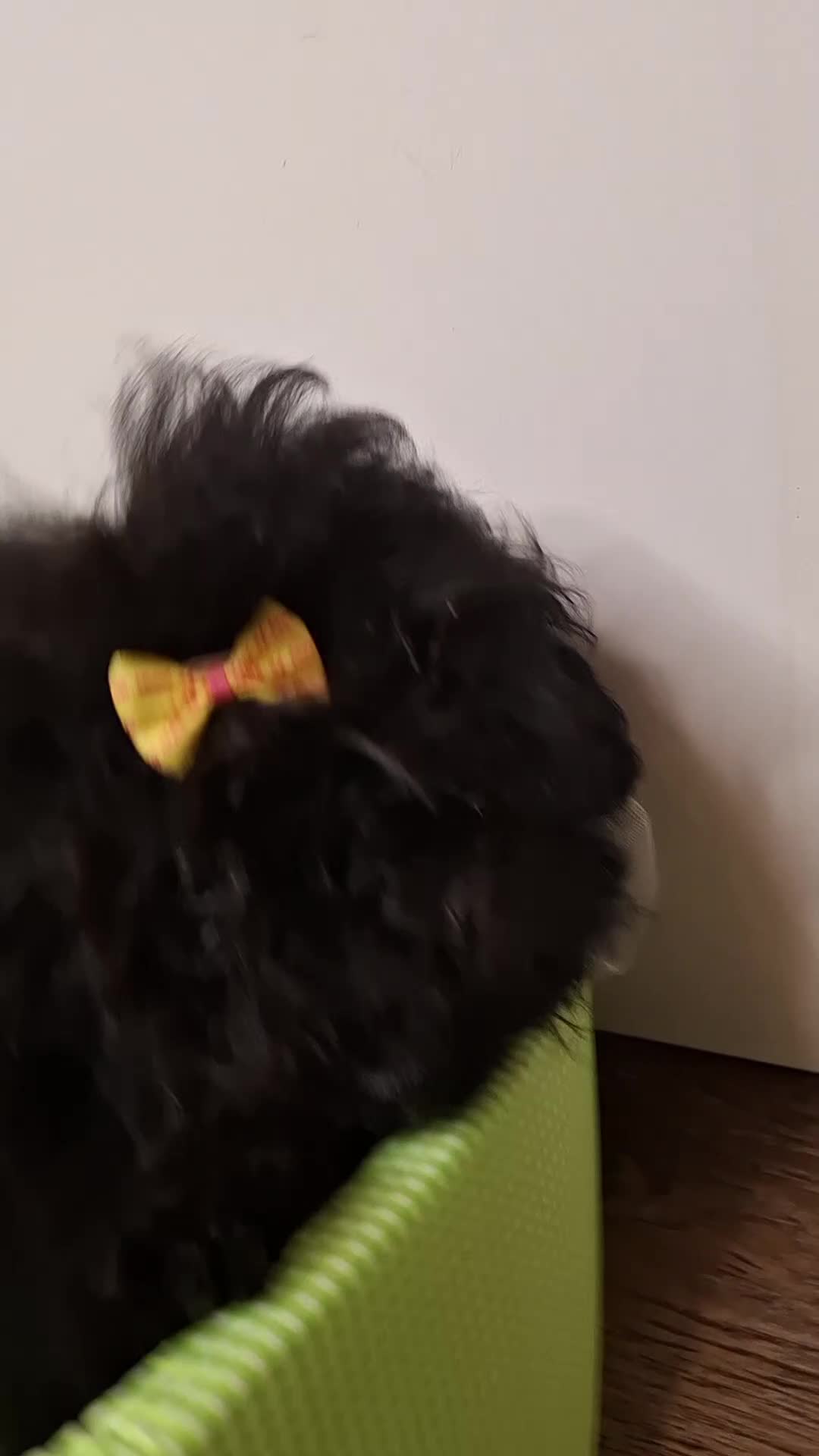 Toy Poodle dogs for sale: Asian toy poodle round eyes sable flat muzzle  - Video 2