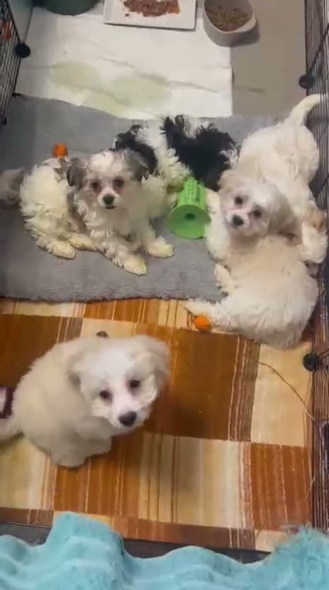 Maltipoo dogs for sale: Beautiful Maltipoo Puppies for Loving Homes - Video 1