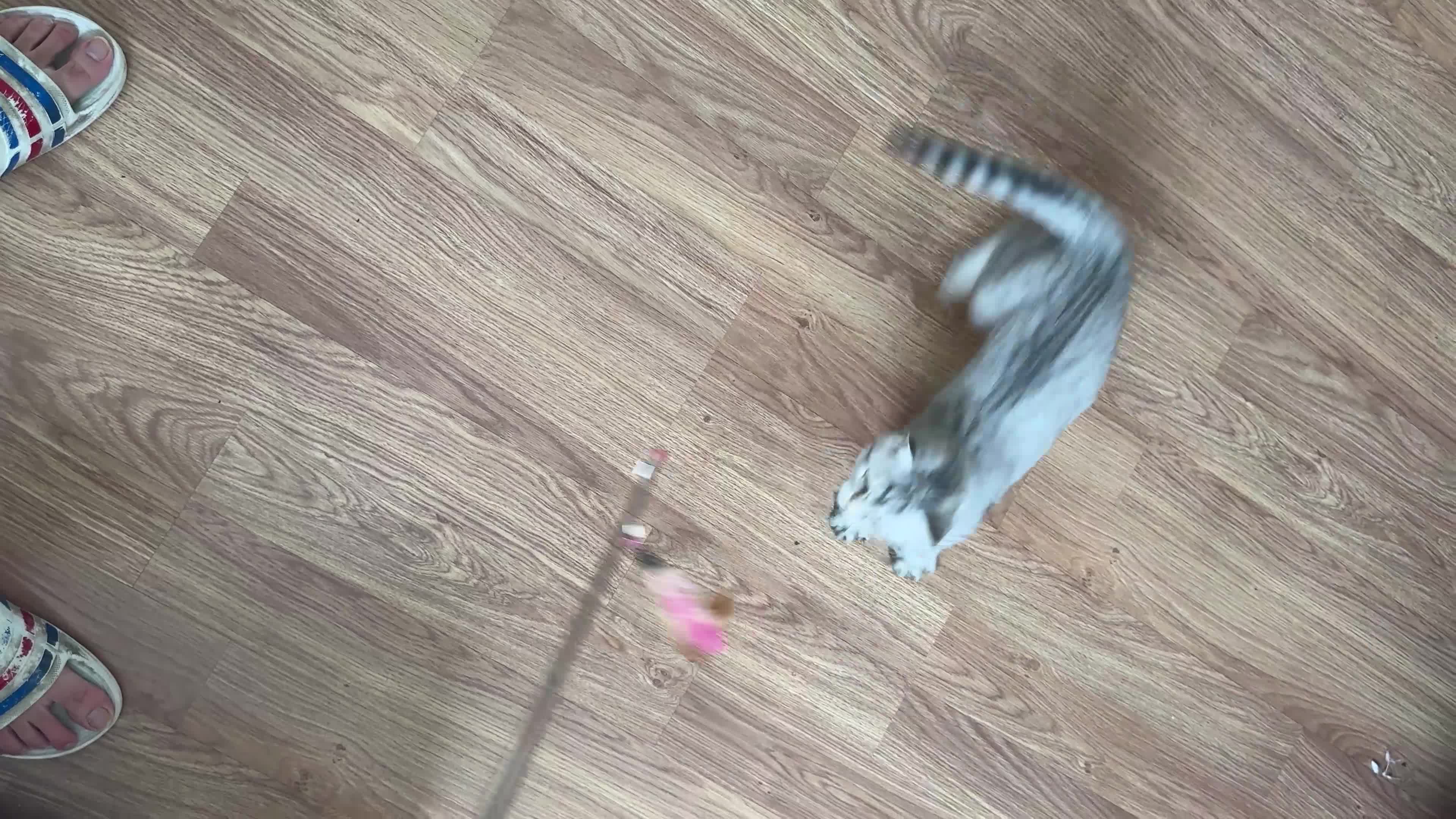 British Shorthair cats for sale: Gorgeous British Longhair & Shorthair Kittens - Video 3