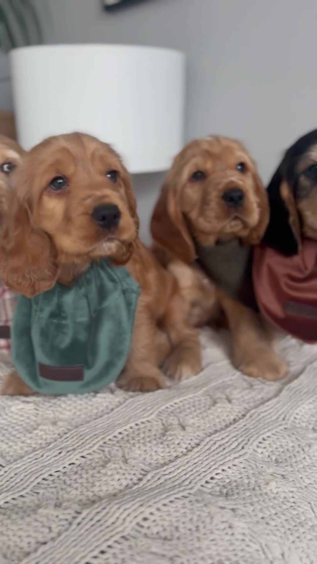 Cocker Spaniel dogs for sale: Adorable show cocker spaniel boys!  - Video 1