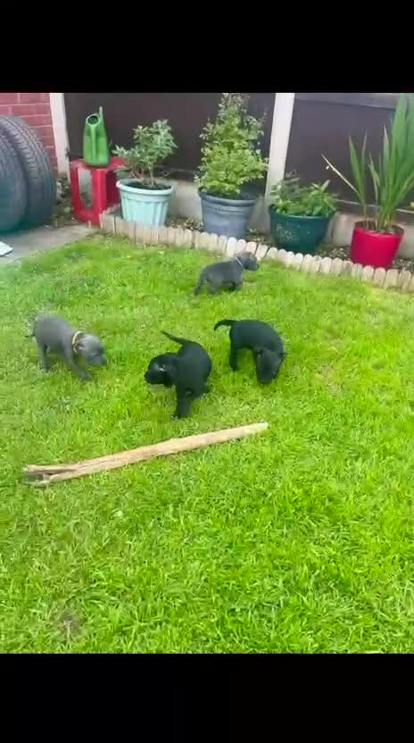 Staffordshire Bull Terrier dogs for sale: Beautiful Staffys. Excellent pedigree. - Video 1