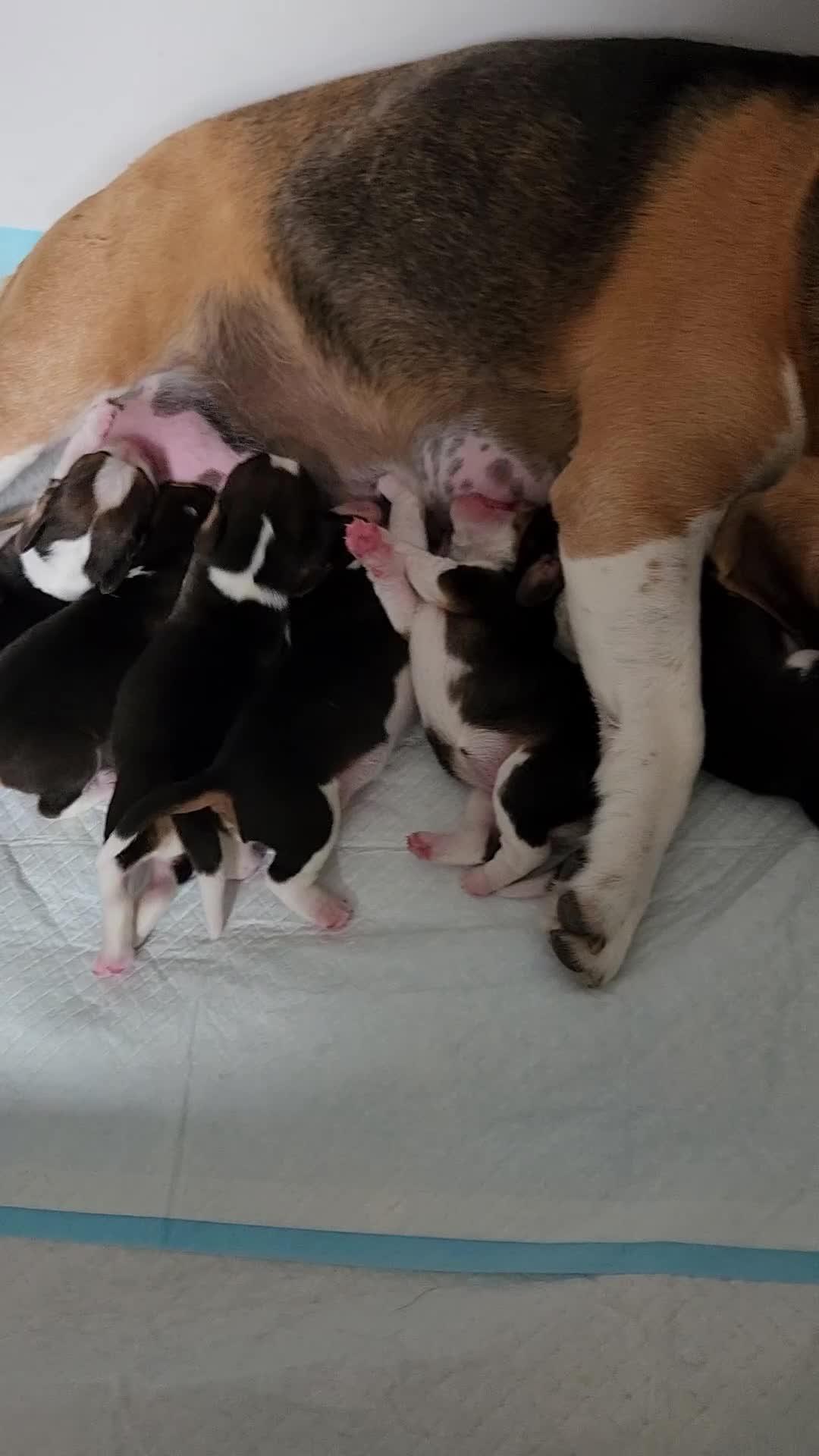 Beagle dogs for sale: Sweet litter of tri-colored beagle - Video 2