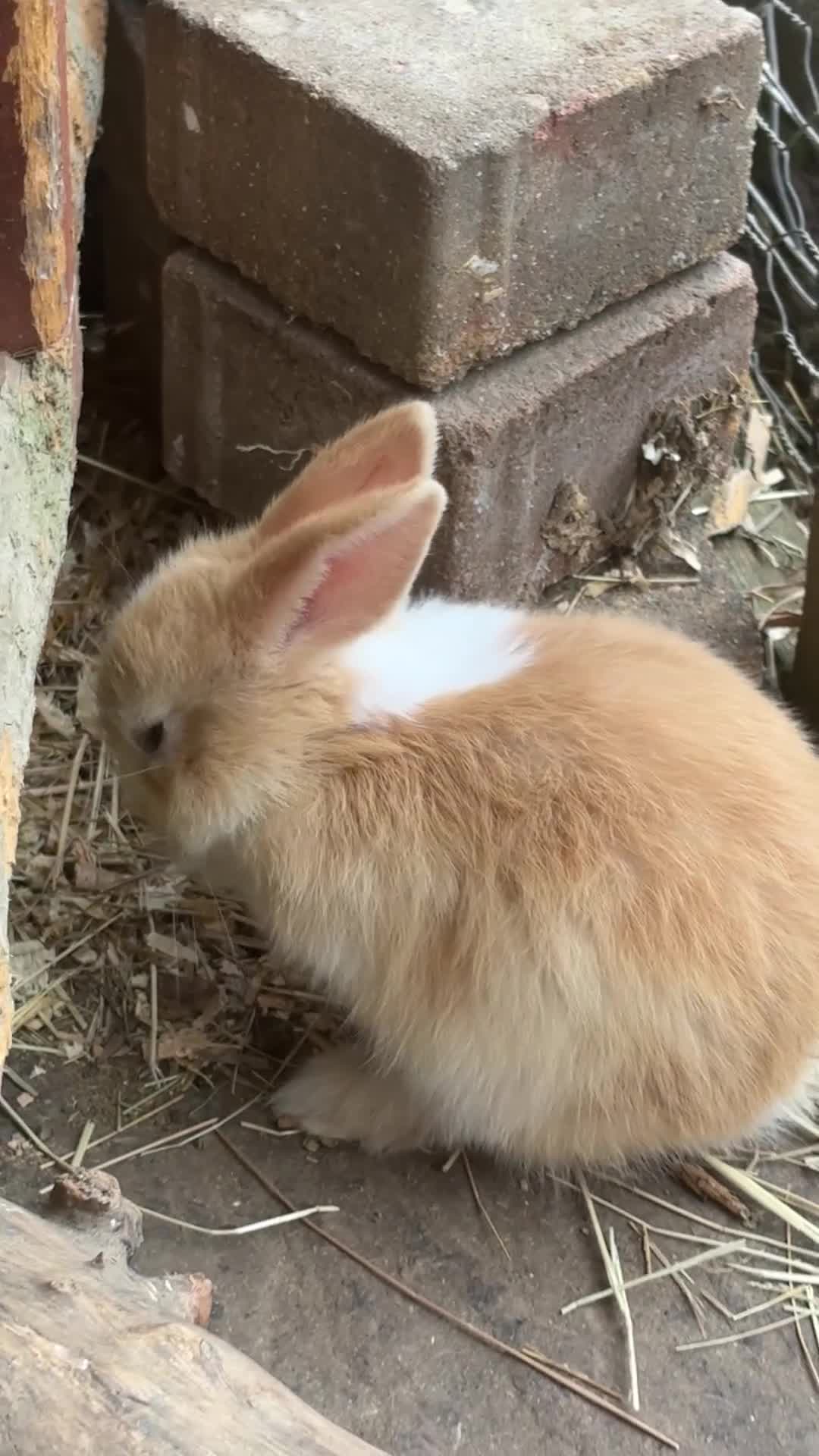 Mini Lion Lop rabbits for sale: Mini lion lop boys  - Video 1