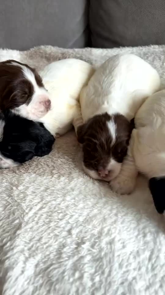 English Springer Spaniel dogs for sale: English springer spaniel - Video 3
