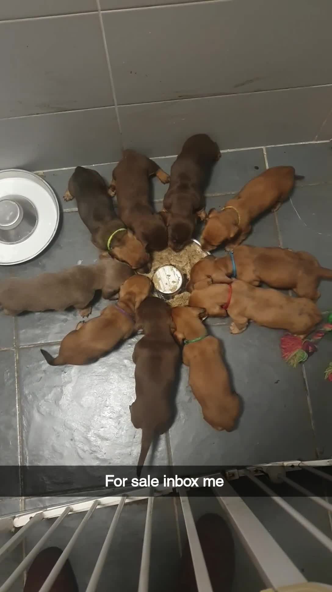 Dachshund dogs for sale: Daschund puppies 🐶 £900 ovno - Video 2