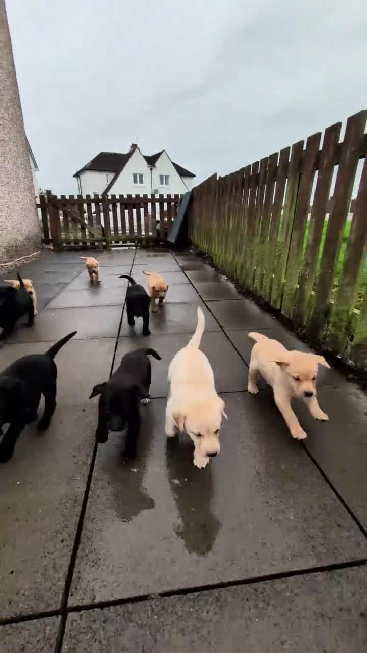 Labrador Retriever dogs for sale: Good, chunky, active and lively Labrador Puppies - Video 1