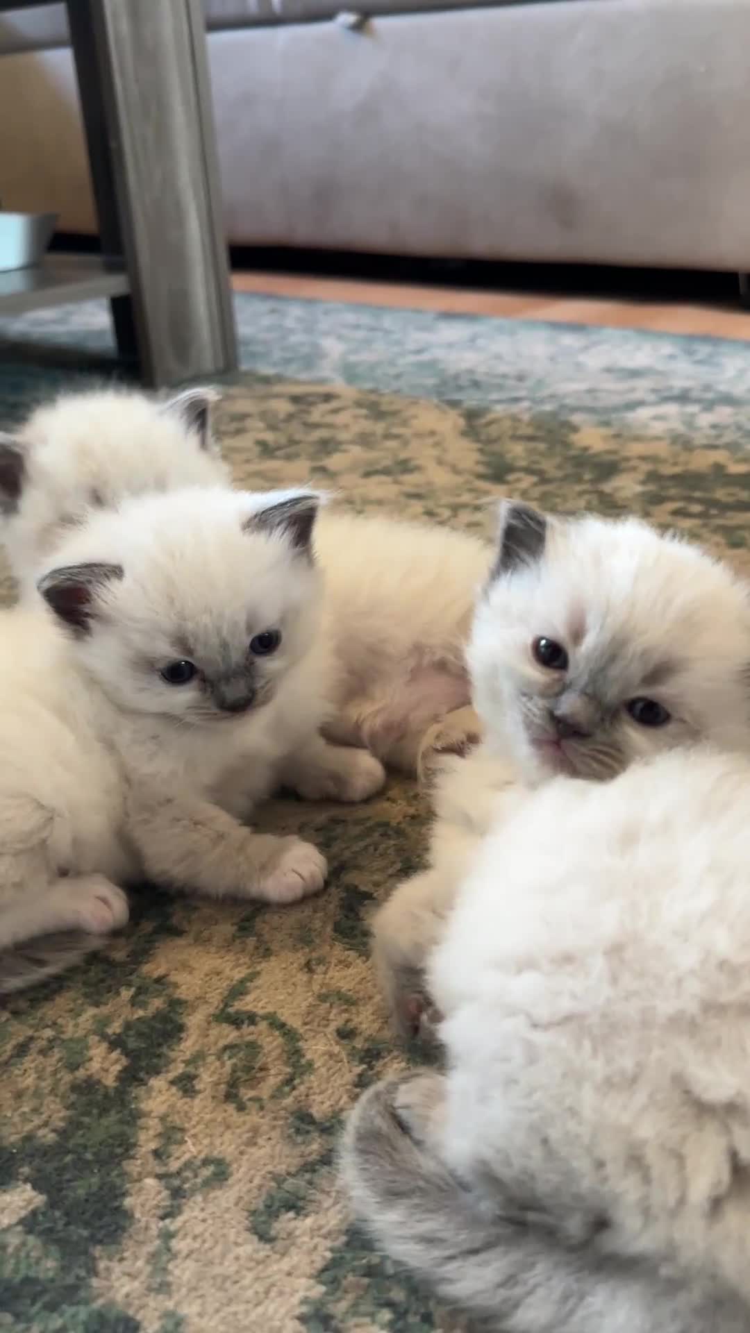 Ragdoll cats for sale: Exceptional Quality Ragdoll Kittens - Video 1