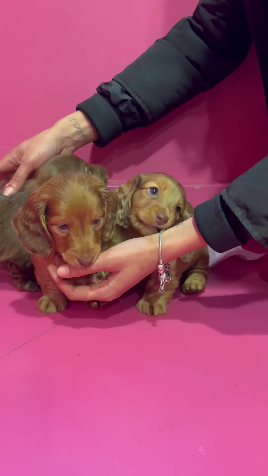Miniature Dachshund dogs for sale: Stunning LH miniature Dachshund puppies  - Video 2