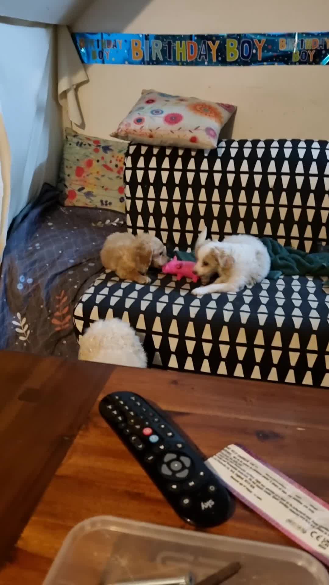 Cavapoo dogs for sale: Beautiful litter of Cavapoo puppies - Video 3