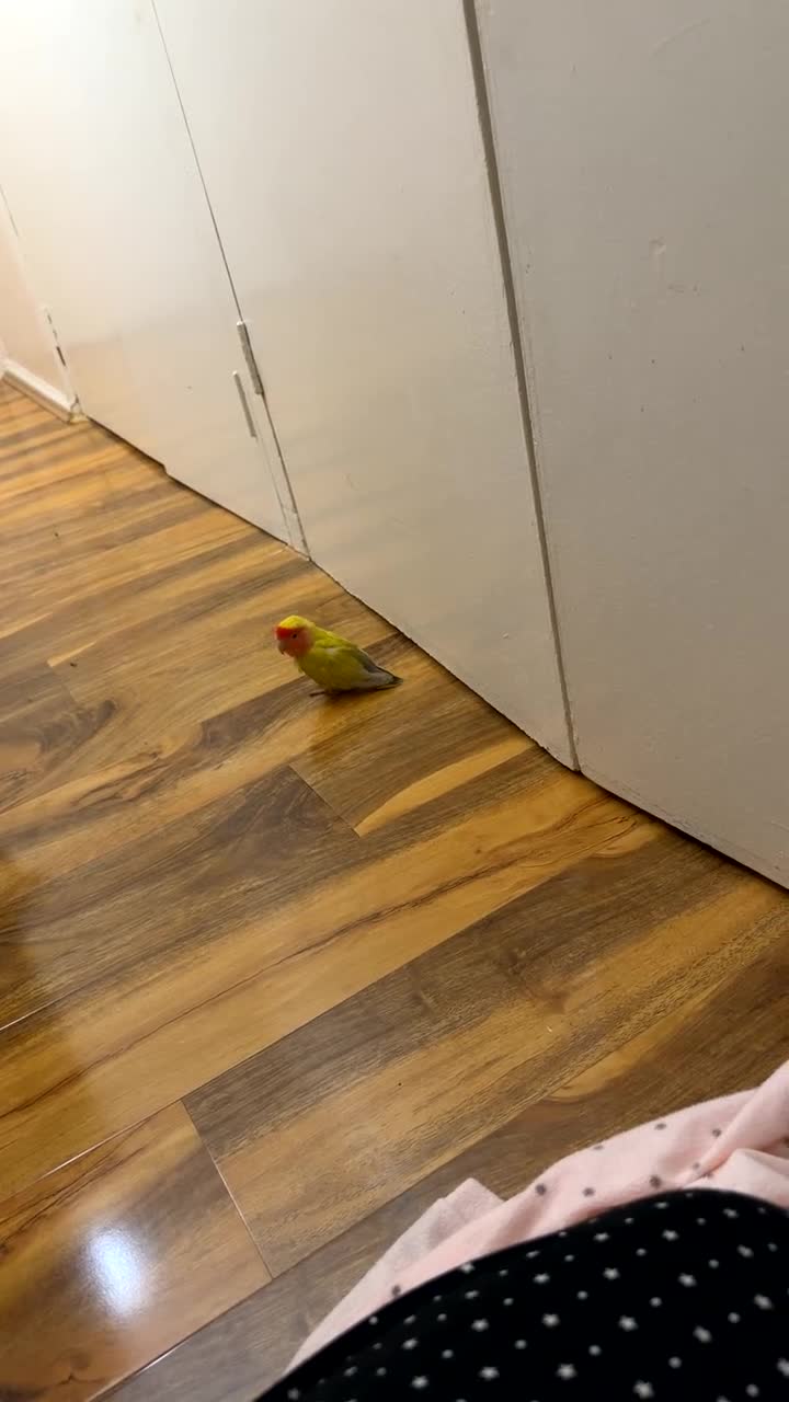 Lovebirds birds for sale: Bonded Pair of Lovebirds Looking for Loving Home - Video 3