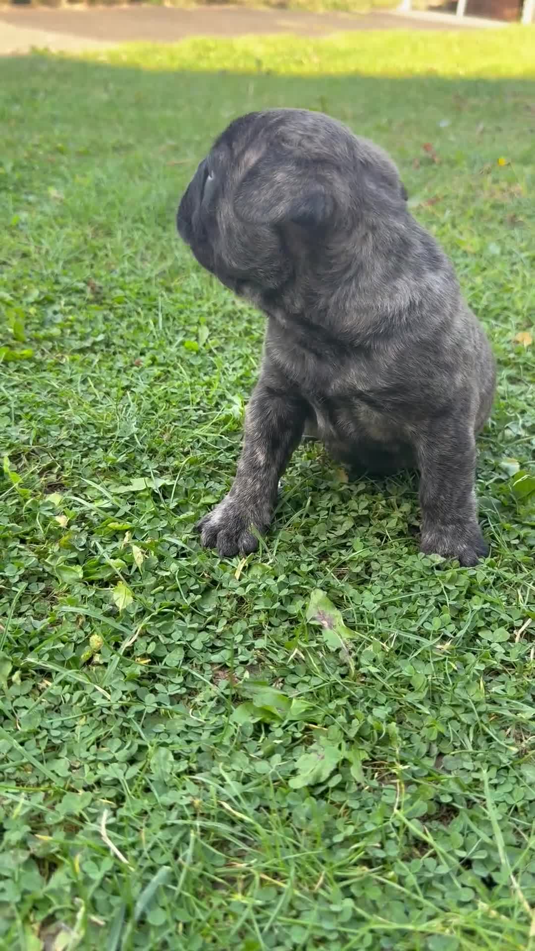 French Bulldog dogs for sale: Fluffy carriers variety of colors  - Video 1