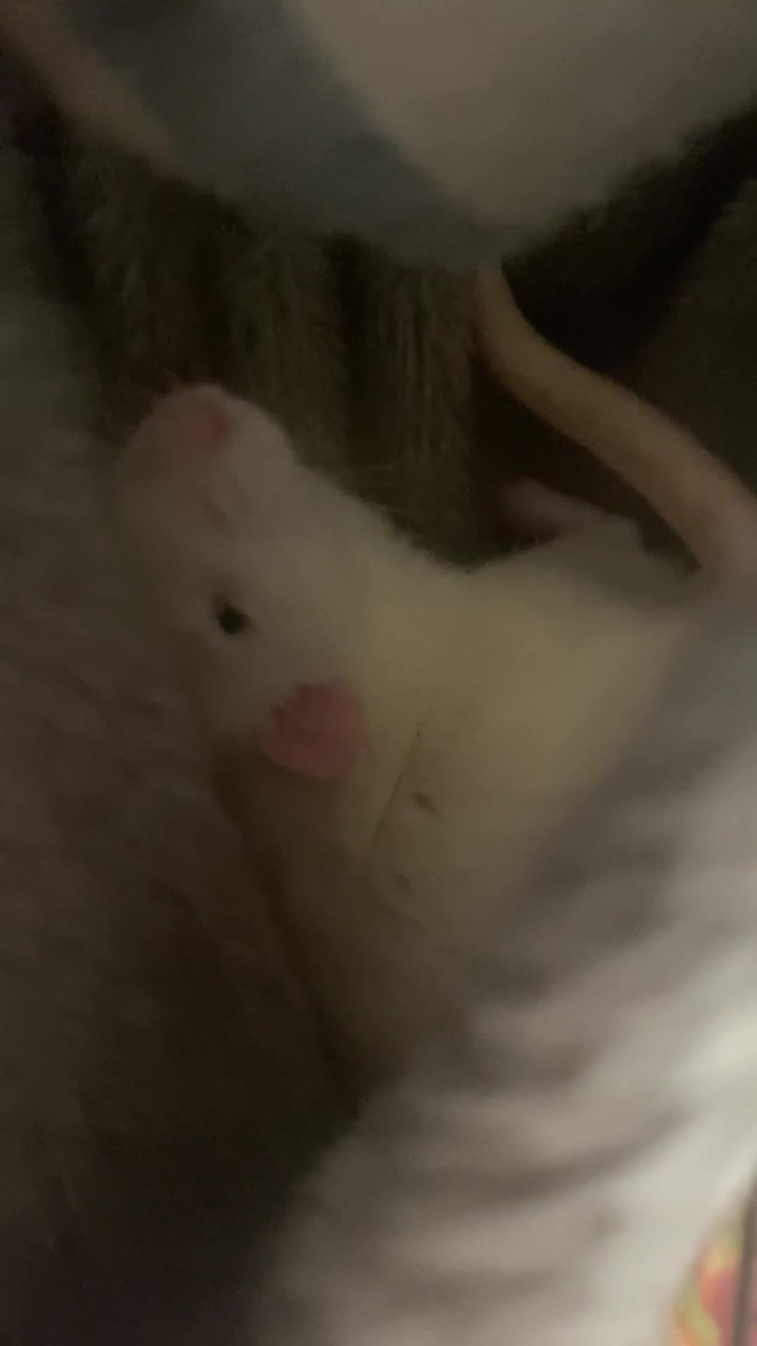 Rat rodents for sale: Rats and Cage - Video 1