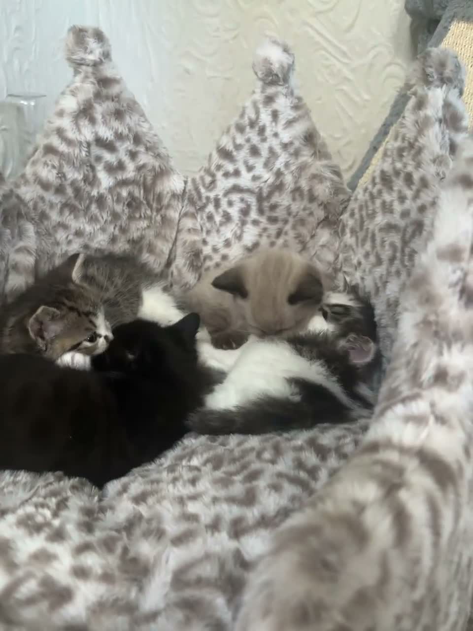 Mixed Breed cats for sale: 4 Fluffy Siamese kittens  - Video 1