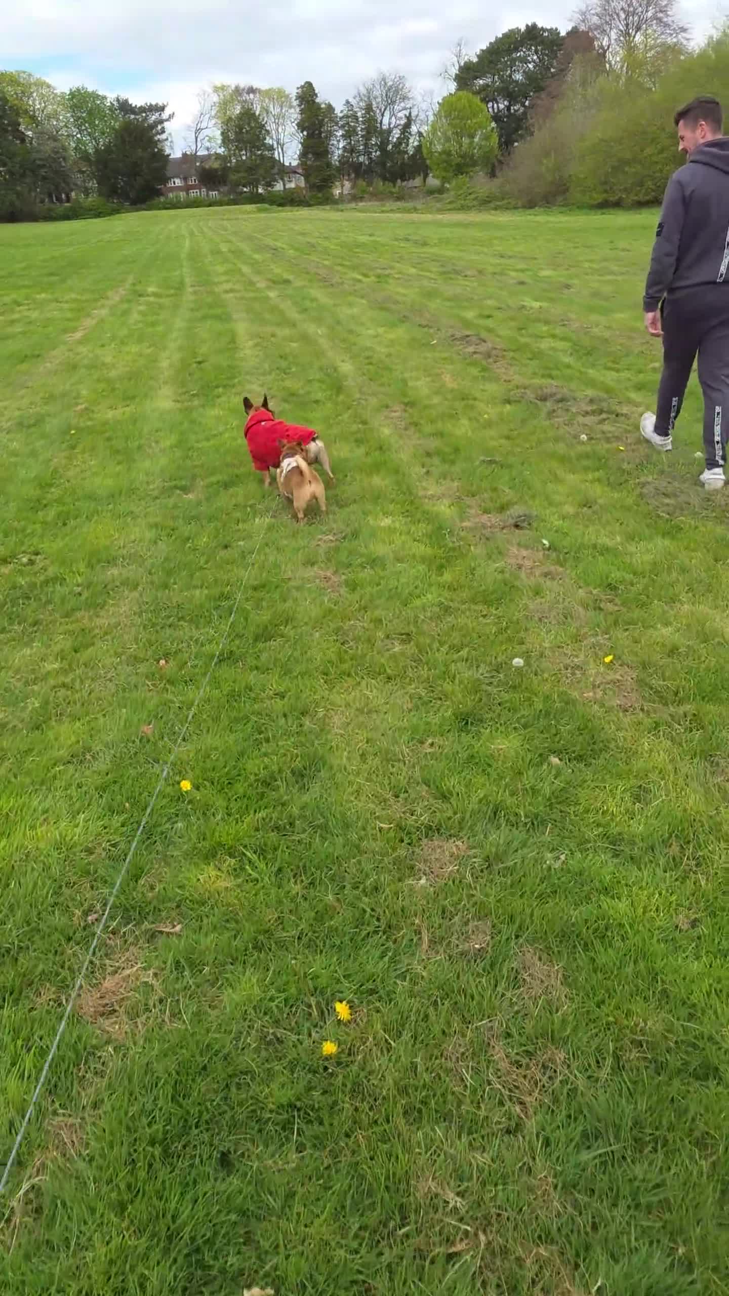 Mixed Breed dogs for sale: Jack russell cross for rehoming in Wirral - Video 1