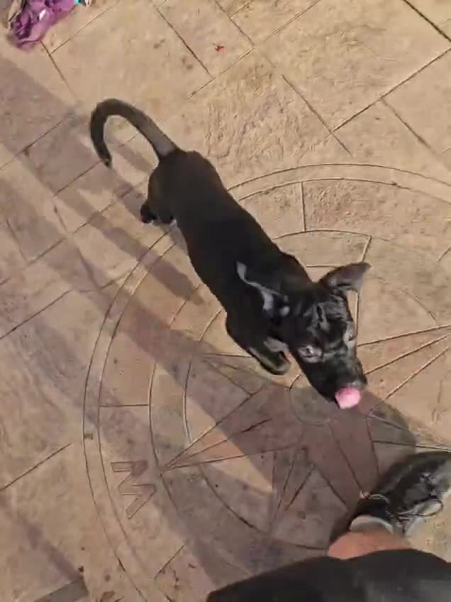 Cane Corso dogs for sale: Last remaining girl cane corso - Video 1