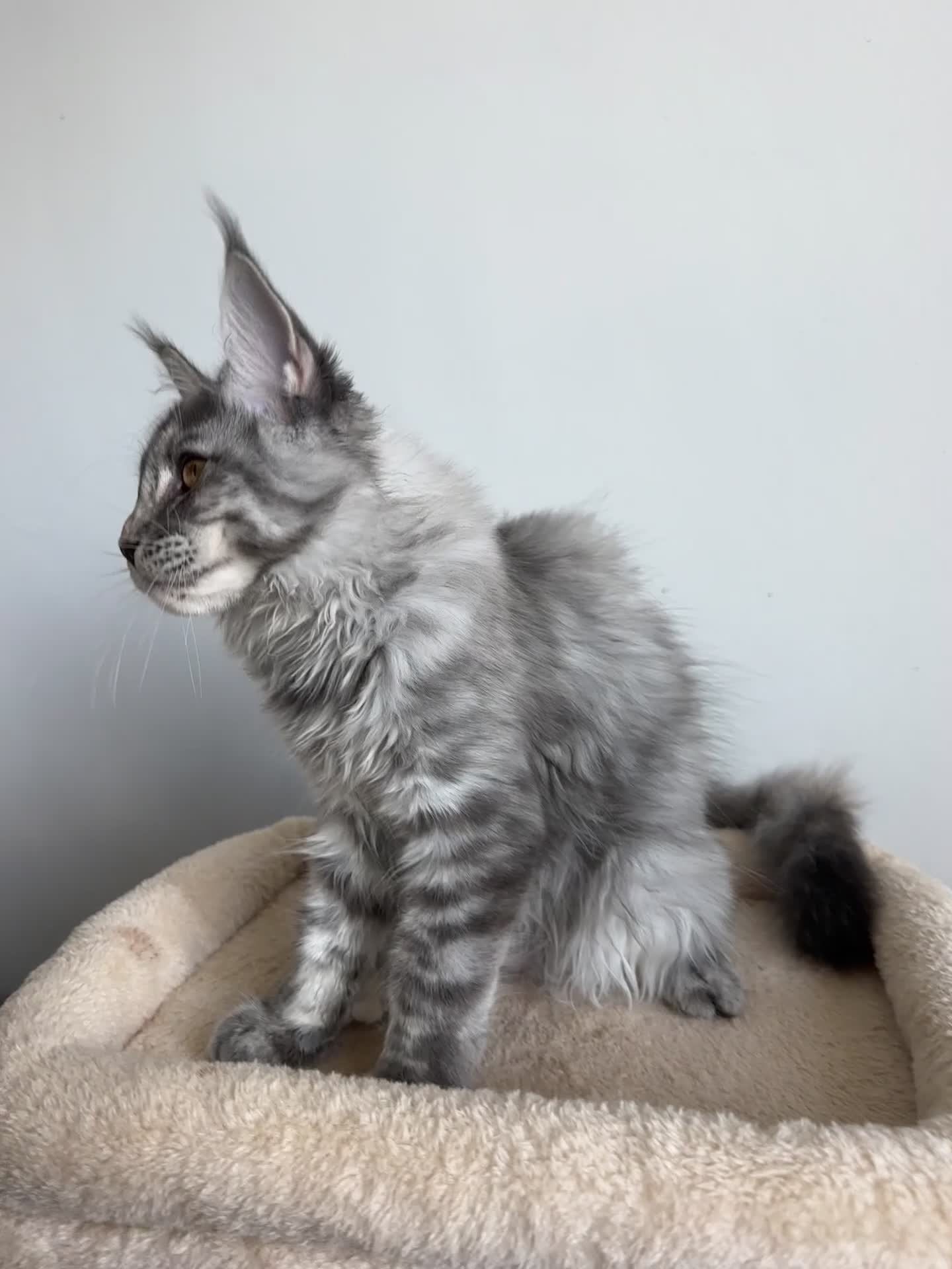 Maine Coon cats for sale: Registered Maine coon girl - ready to leave - Video 2