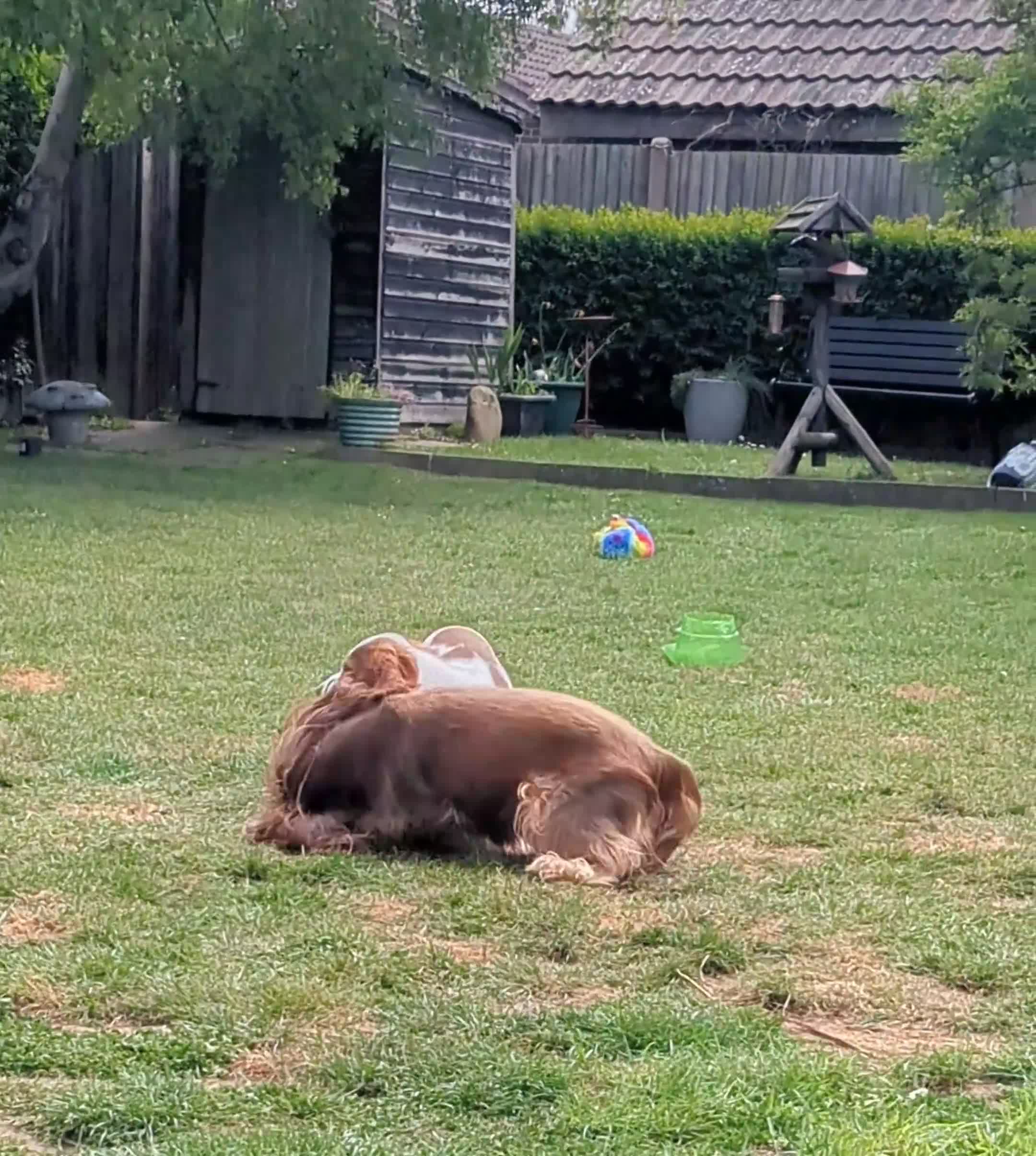 Cocker Spaniel dogs for sale: Beautiful KC Reg. Cocker Spaniels price reduced..  - Video 1