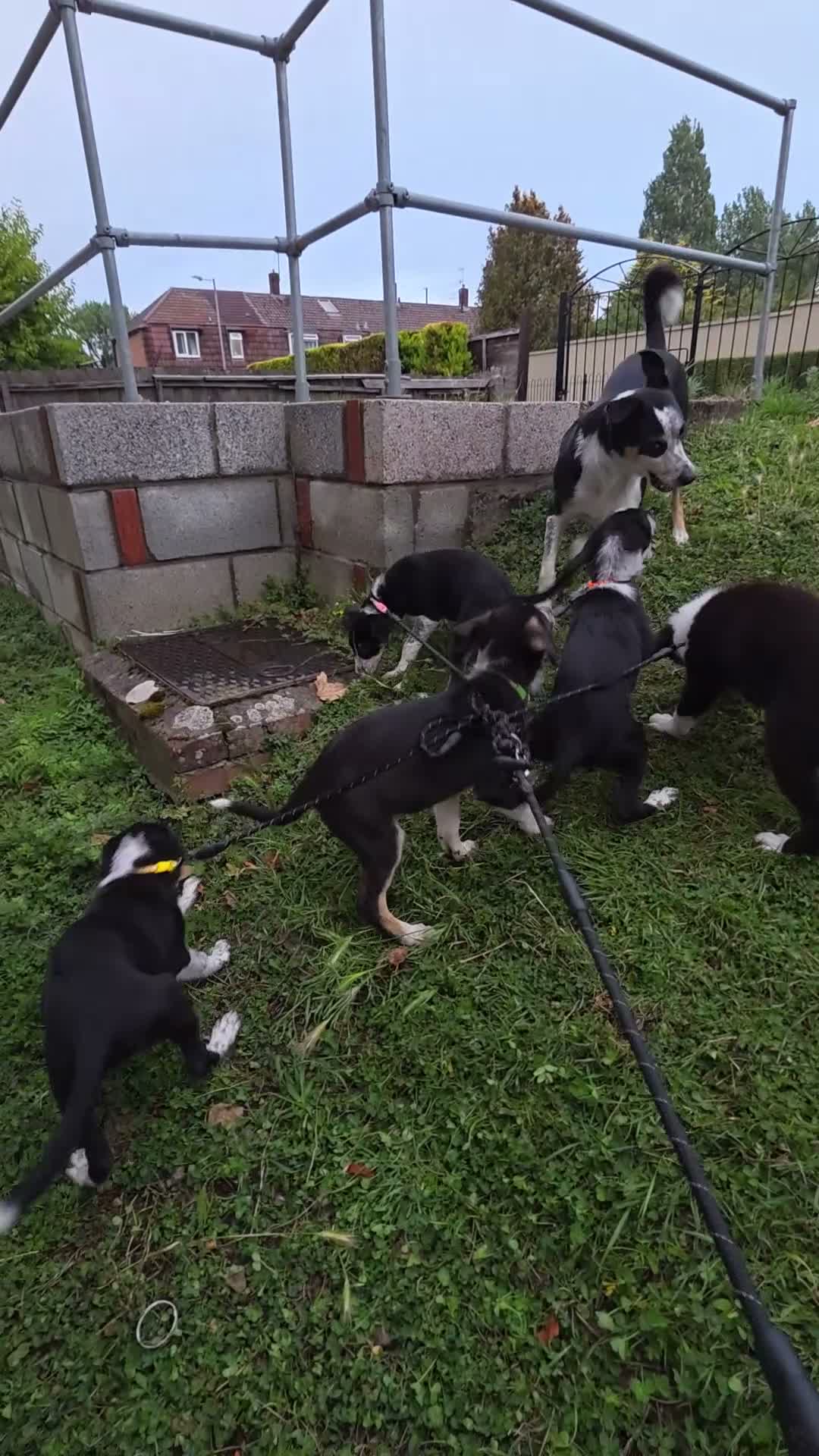 Border Collie dogs for sale: Border Collie pups x3 Female  in Bristol - Video 1