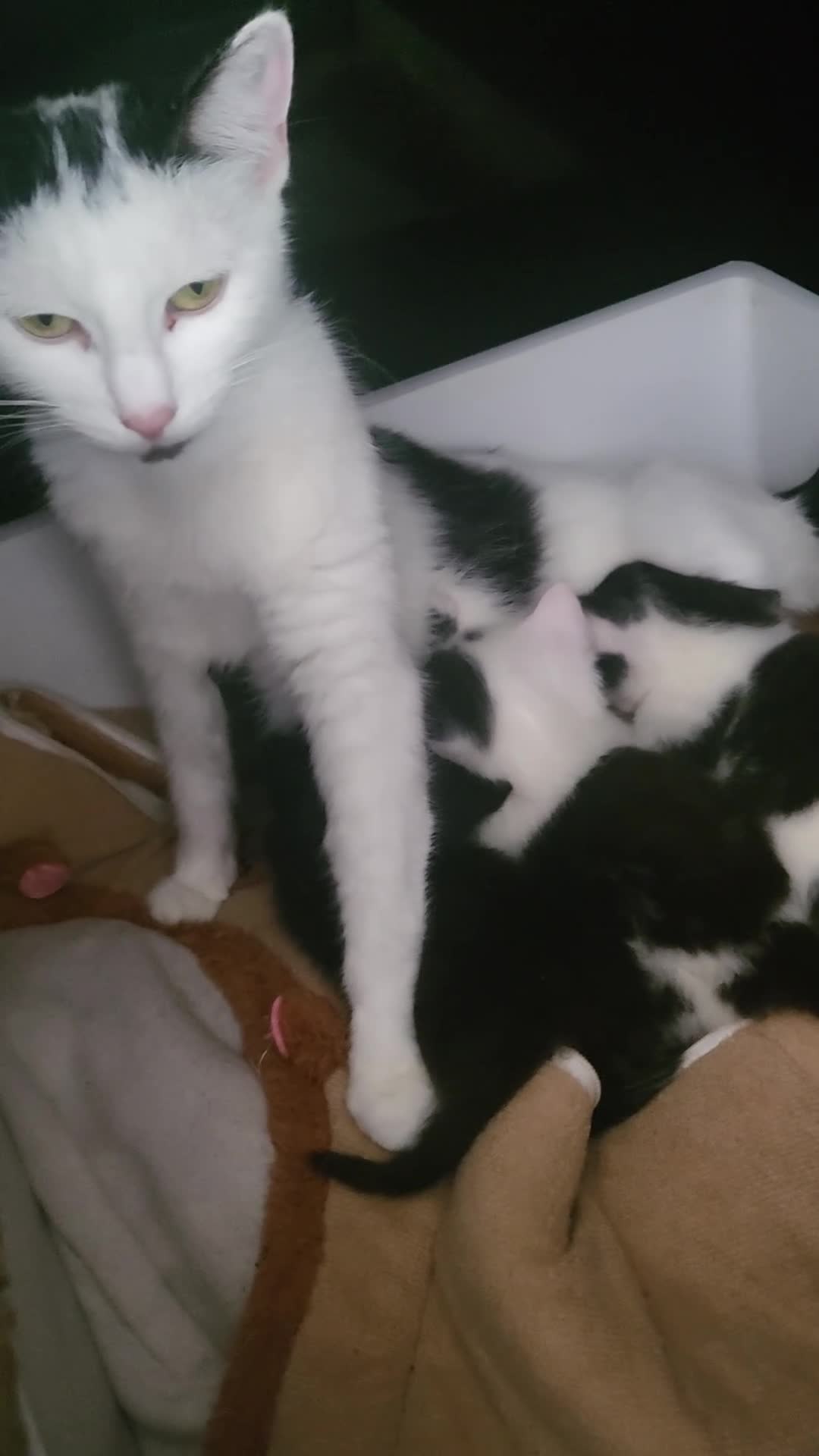 Mixed Breed cats for sale: 6 adorable kittens needing a forever home  in Birmingham - Video 1