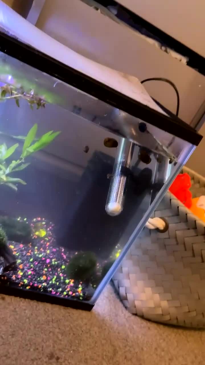 Snails fish for sale: Snails + tank and accessories  - Video 1