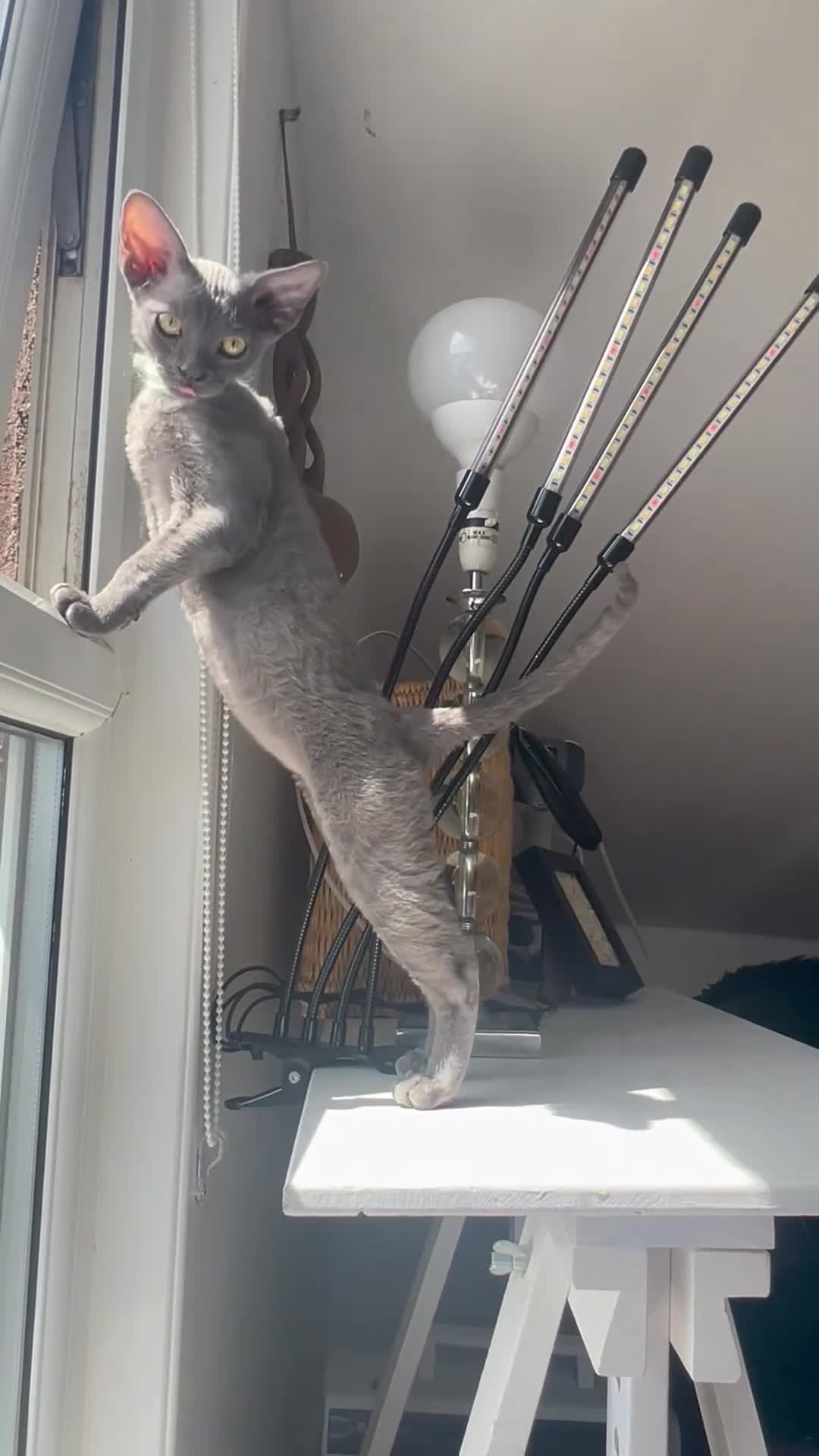 Devon Rex cats for sale: Our beautiful Devon Rex kittens are ready to move  - Video 1
