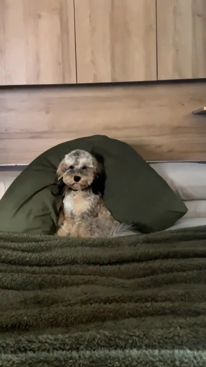 Cockapoo dogs for sale: Miniature Cockerpoo - Video 1