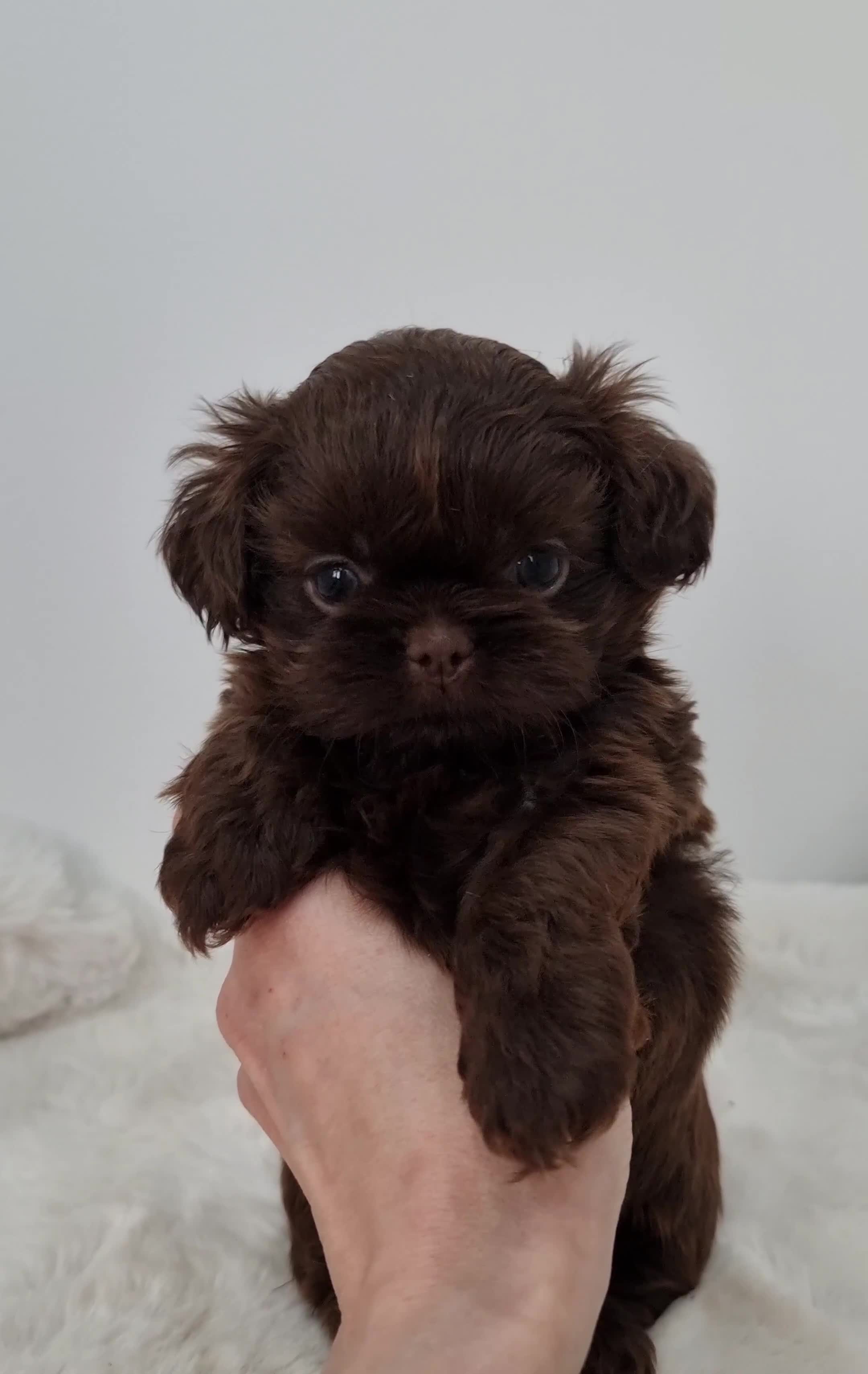 Shih Tzu dogs for sale: Last gorgeous tiny chocolate boy available - Video 1