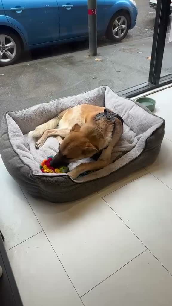 Mixed Breed dogs for adoption: Atlas is a gorgeous 1 Year old boy in Motherwell - Video 1