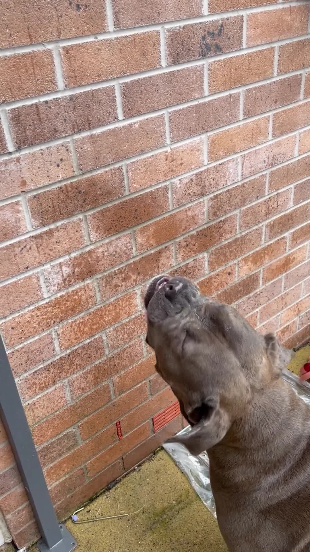 Mixed Breed dogs for sale: Beautiful mixed breed looking for her foreve home. - Video 4