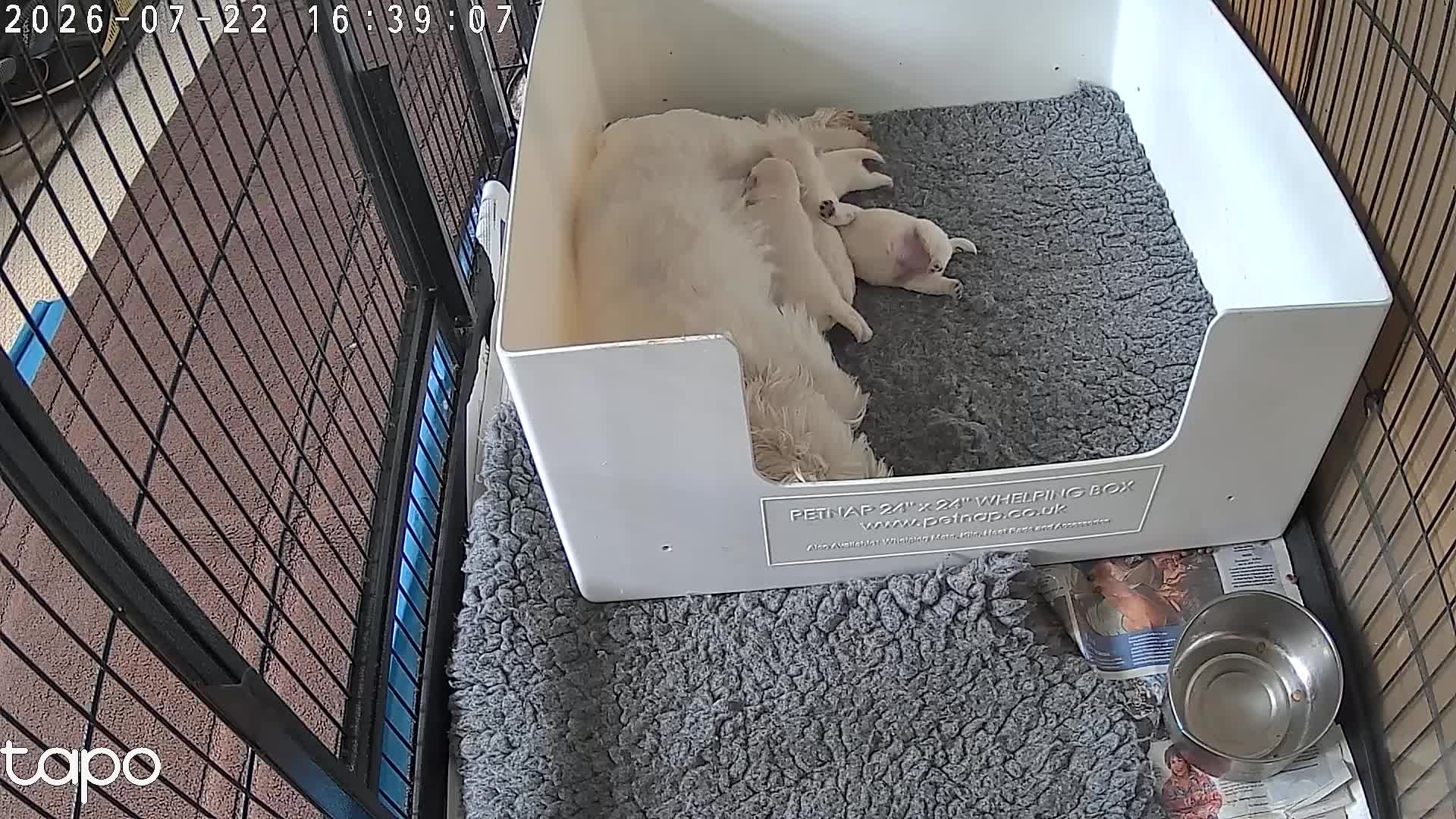 West Highland Terrier dogs for sale: Family pet and her pups - Video 1
