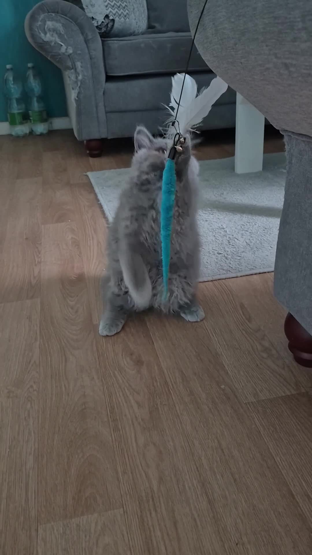 British Shorthair cats for sale: Brish Blue/Grey kittens❤️ in Wolverhampton - Video 1