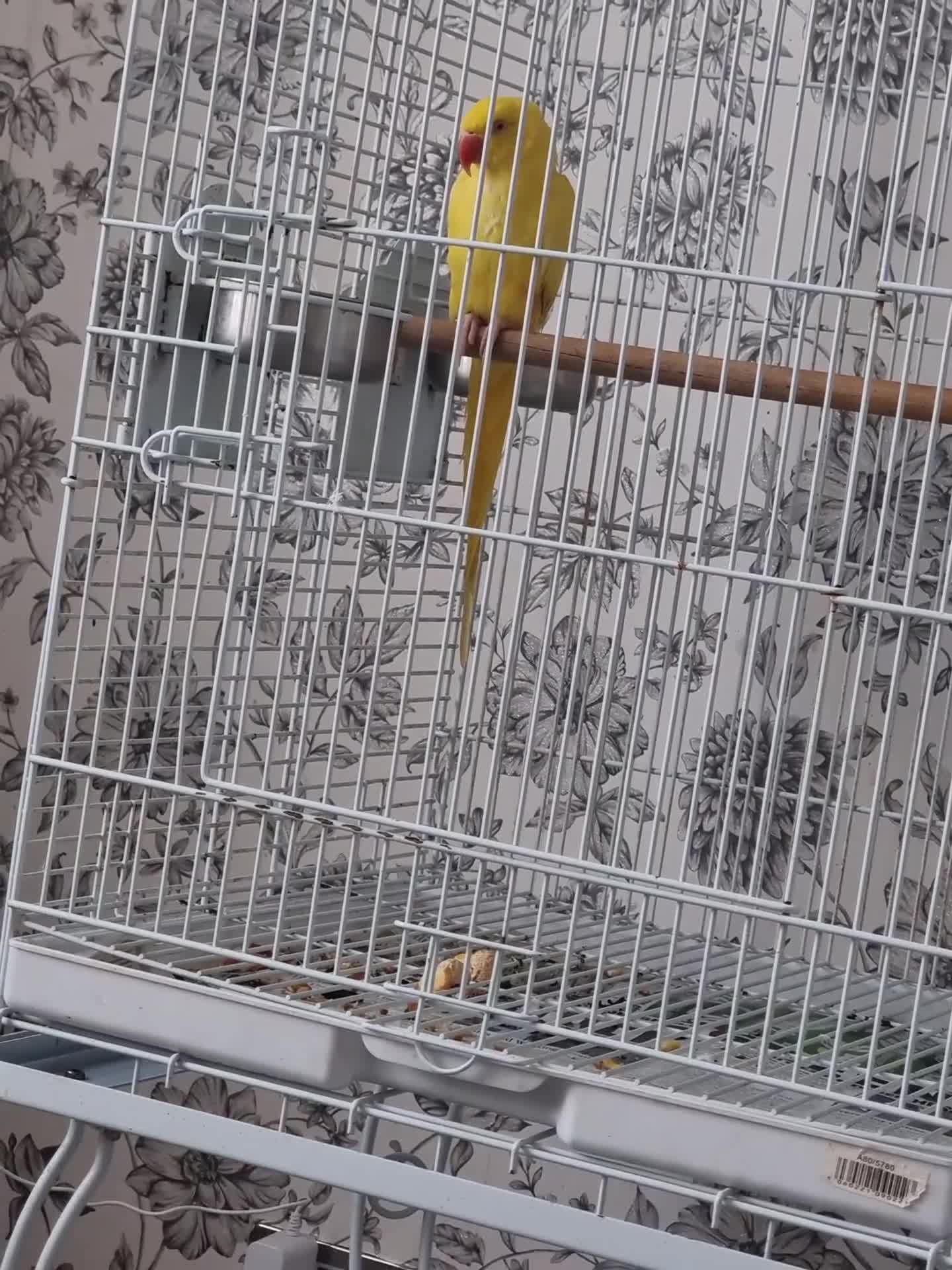 Parrots birds for sale: Beautiful baby lutino ringneck talking parrot  - Video 1