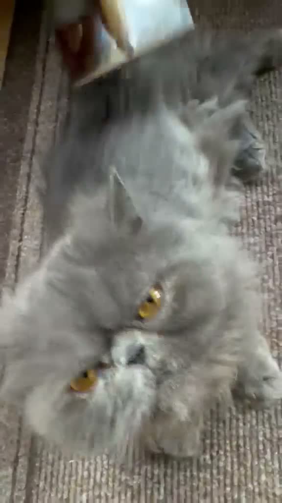 Persian cats for sale: 2 Persian Girls for the forever home - Video 1