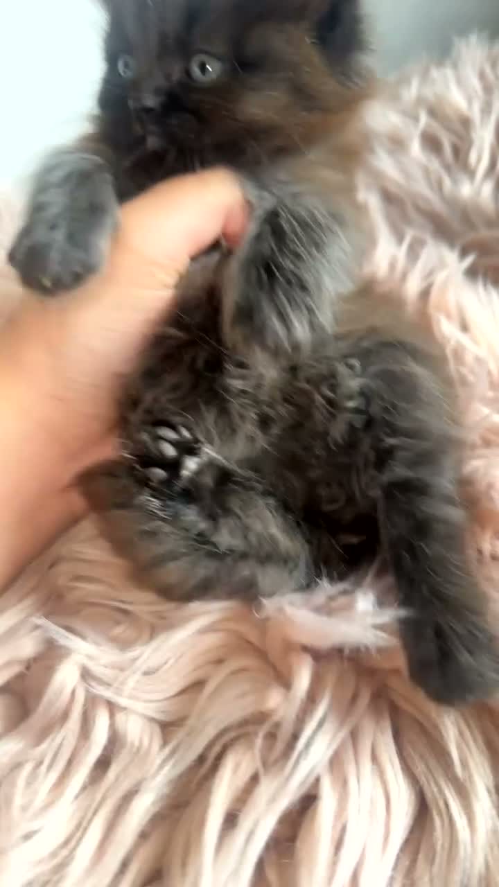 Mixed Breed cats for sale: British shorthair x ragdoll kittens 💕 - Video 1
