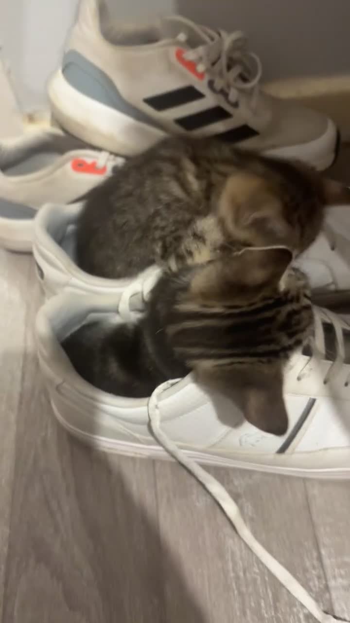 Domestic Shorthair cats for sale: 2 beautiful little tabby girls - Video 1