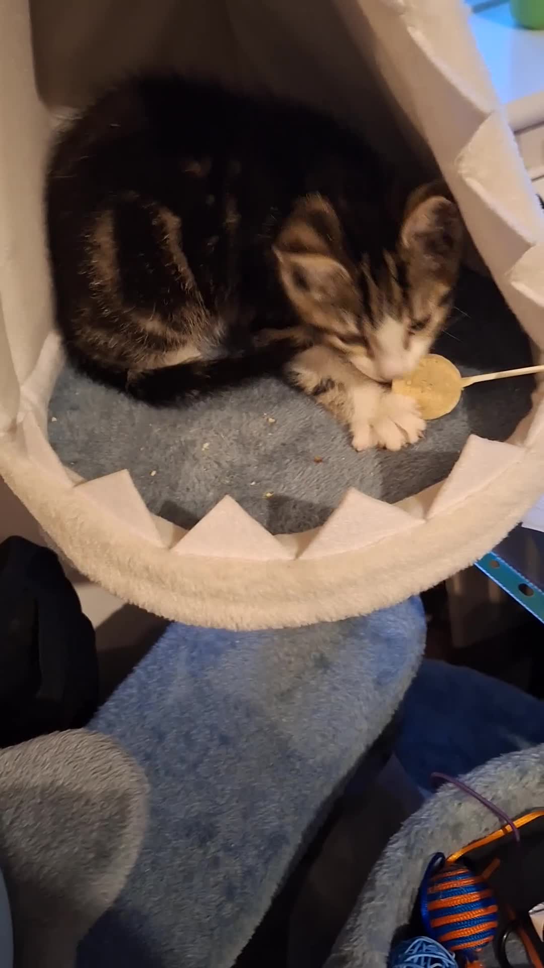 Mixed Breed cats for sale: 11 week old little boy - Video 1