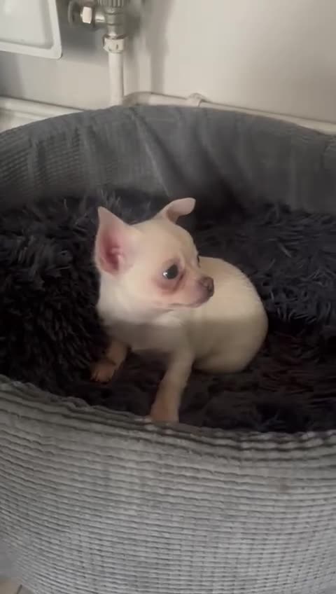 Chihuahua dogs for sale: Chihuahua puppies - Video 1