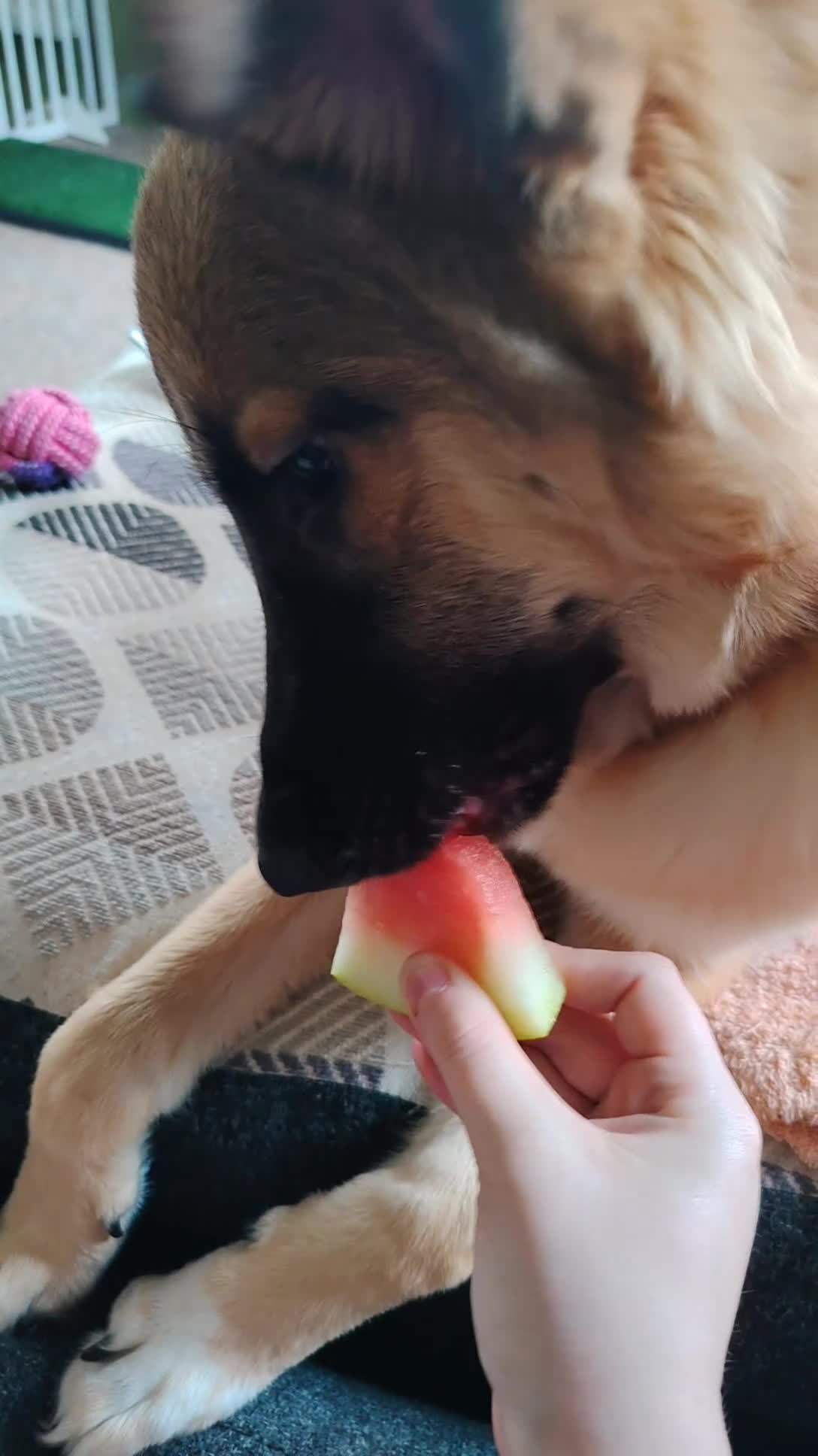 Mixed Breed dogs for sale: 7 month German Shepherd X kangal in Winchester - Video 1