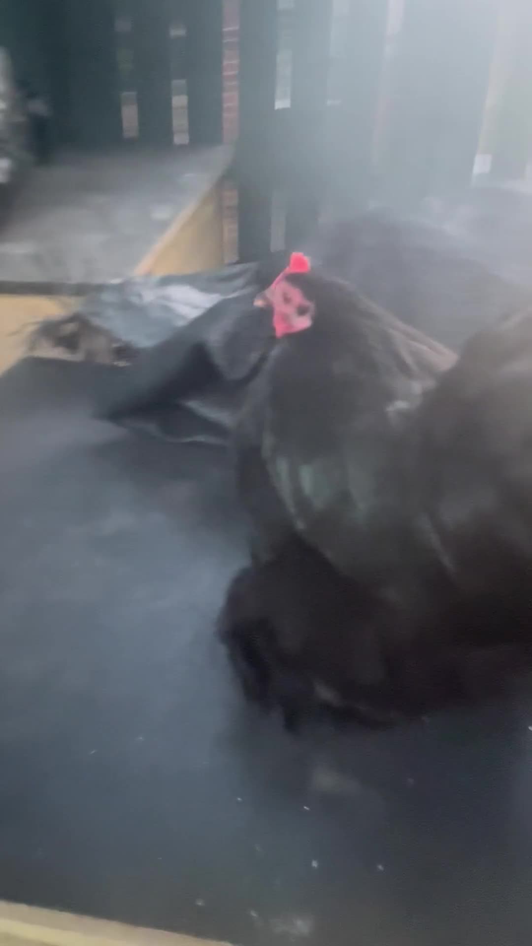 Chickens poultry for sale: Stunning show quality black pekin hen just coming - Video 1
