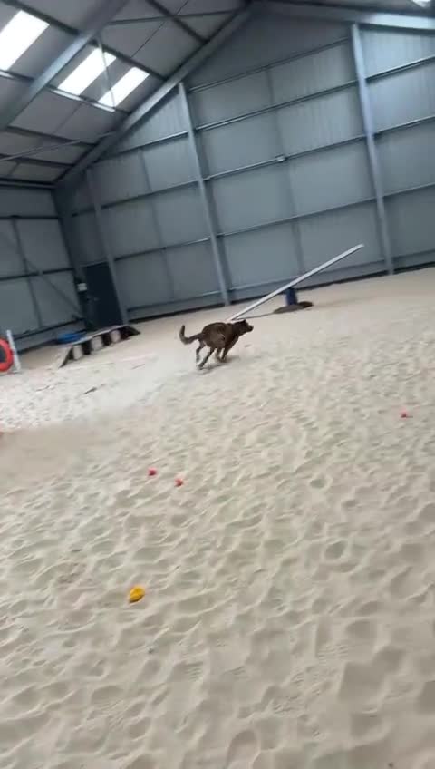 Mixed Breed dogs for adoption: Camel - Video 1