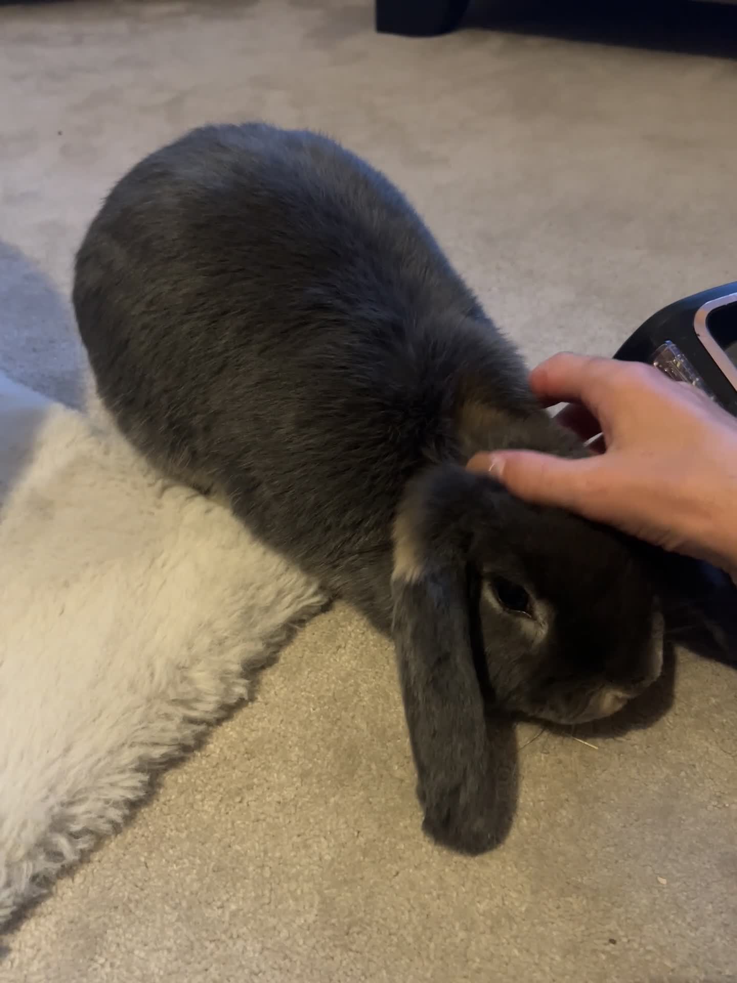 Mini Lop rabbits for sale: Gorgeous House rabbit (male)  - Video 1