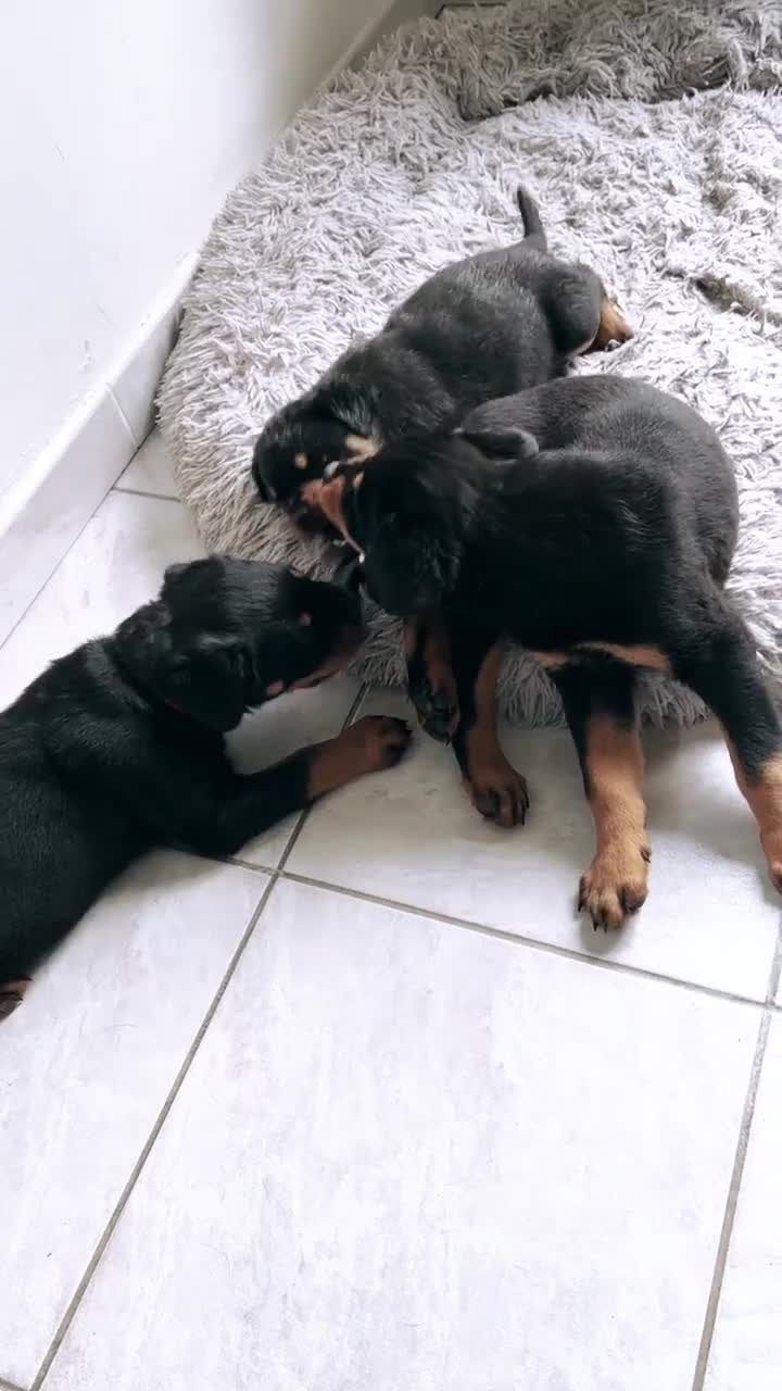Rottweiler dogs for sale: Rottweiler Puppies Available in Ross-on-Wye - Video 1