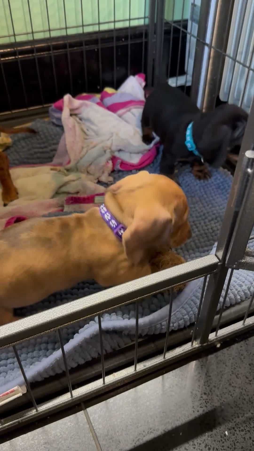 Miniature Dachshund dogs for sale: 3 male Miniature Dachshunds for sale in Bolton - Video 4