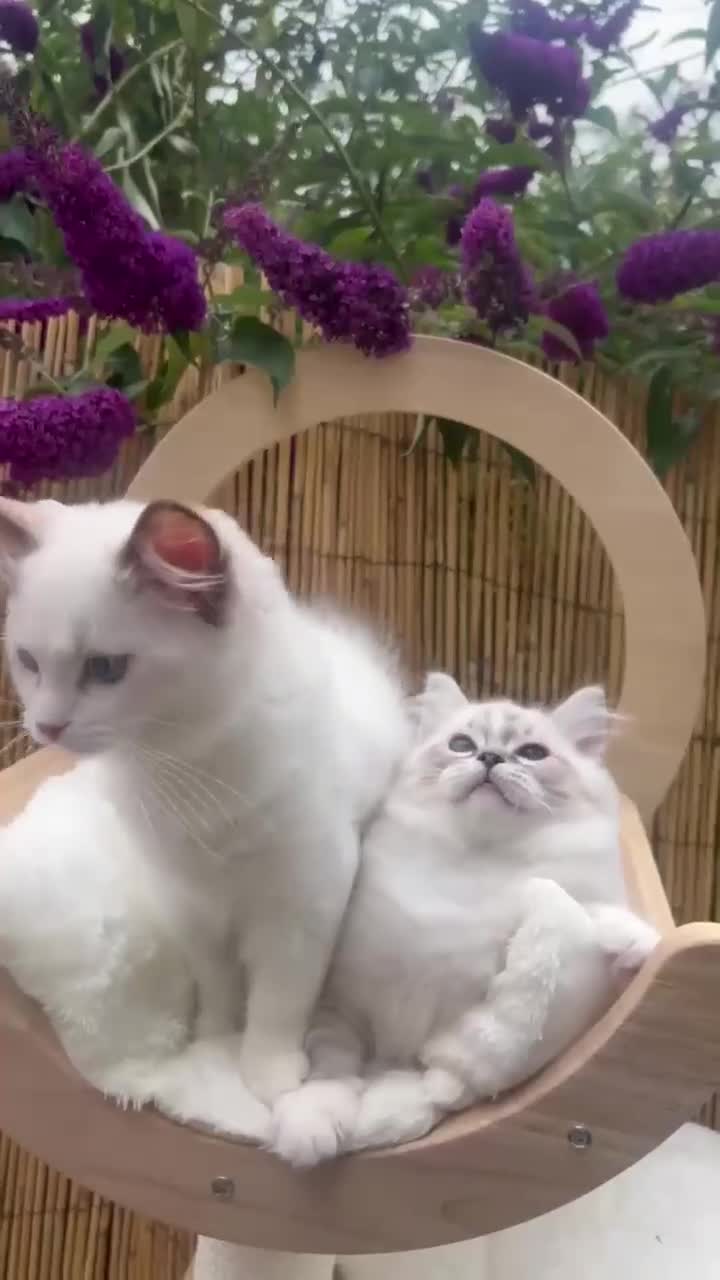 Ragdoll cats for sale: ✨ GCCF Registered Ragdoll Kittens Summer 2027 ✨ - Video 1