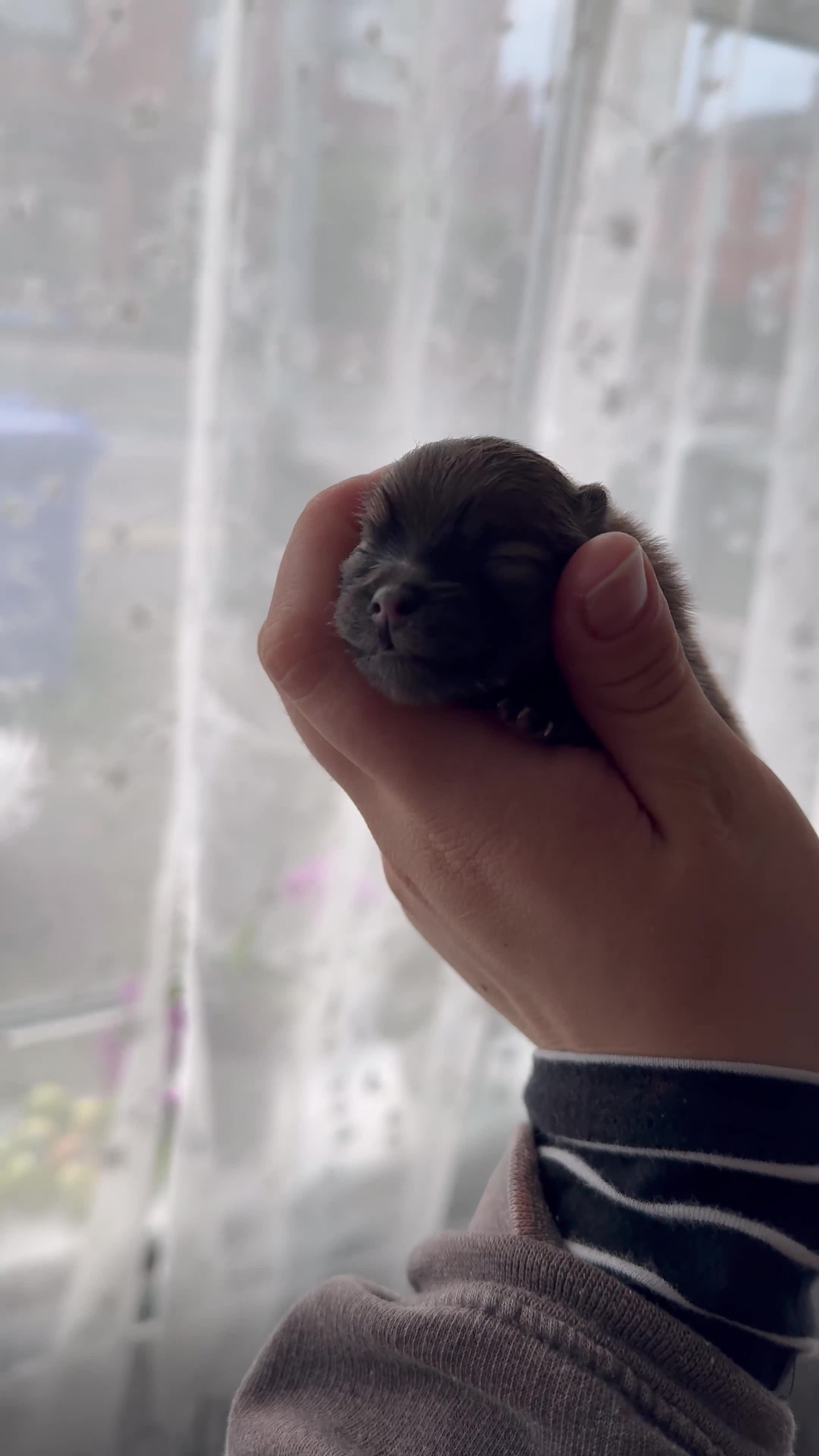 Pomeranian dogs for sale: XXSMALL POMERANIAN GIRLS - Video 3