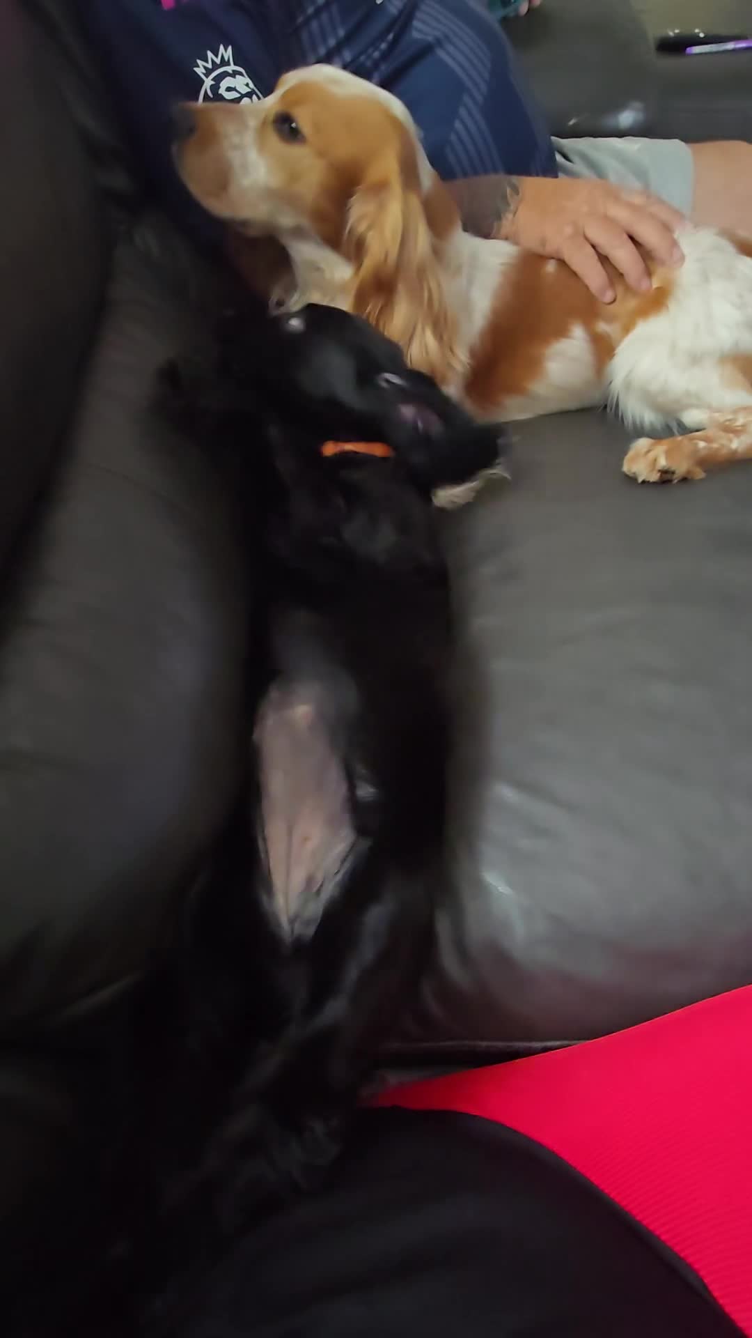 Cocker Spaniel dogs for sale: Cocker spaniel pups ready to leave now  3g, 1b - Video 2