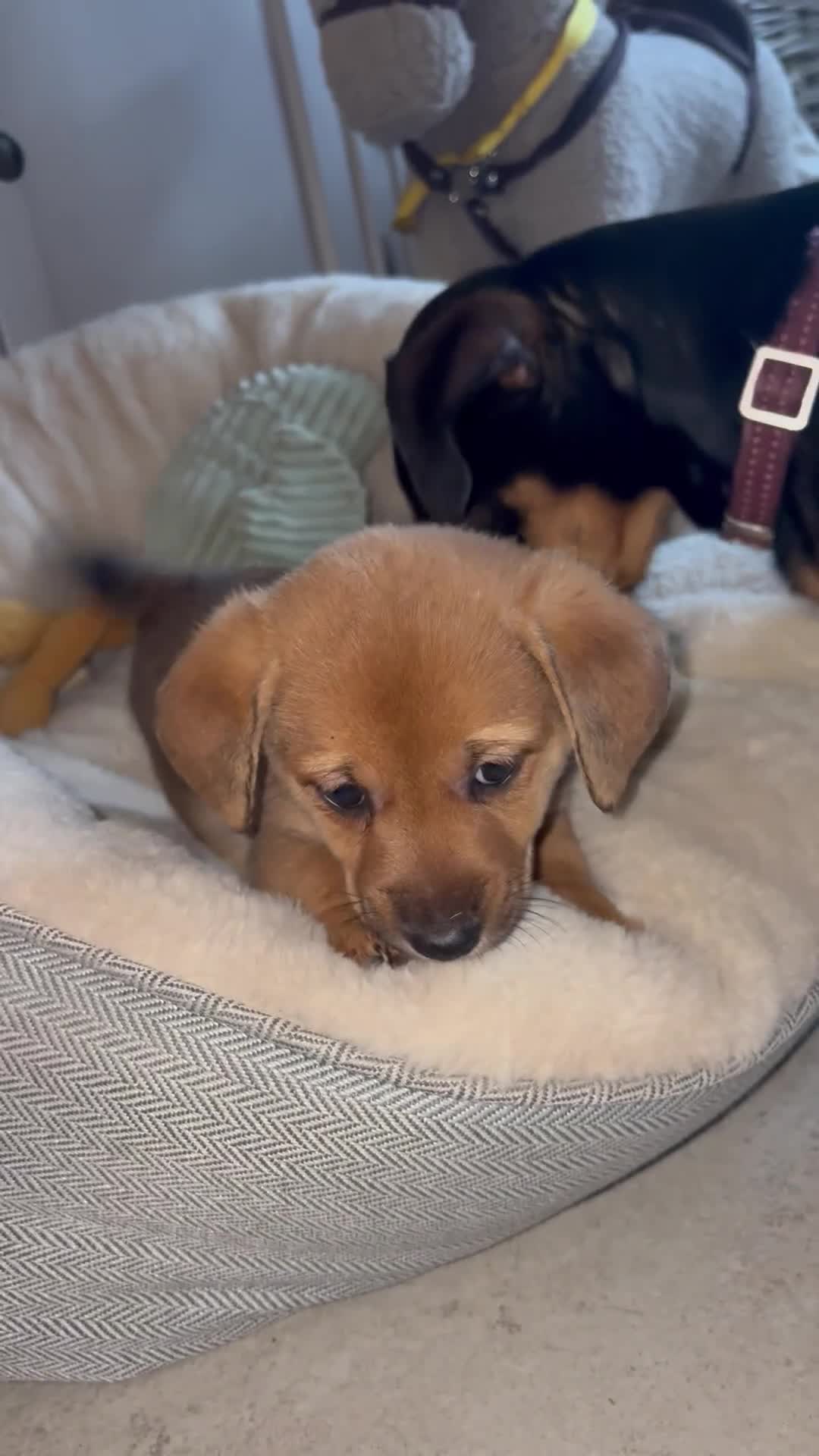 Jack Russell dogs for sale: Tan, Black and Tan puppies for sale  in Malton - Video 1