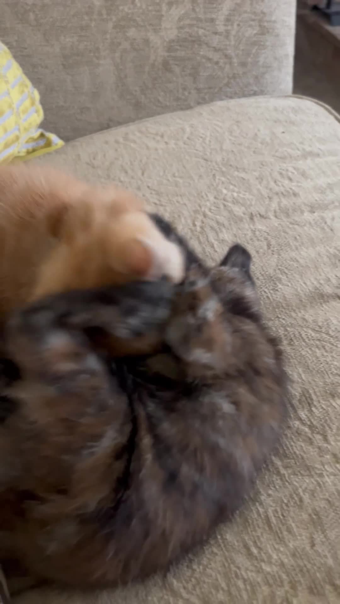 Domestic Shorthair cats for sale: Litter of two happy kittens - must stay together! - Video 1