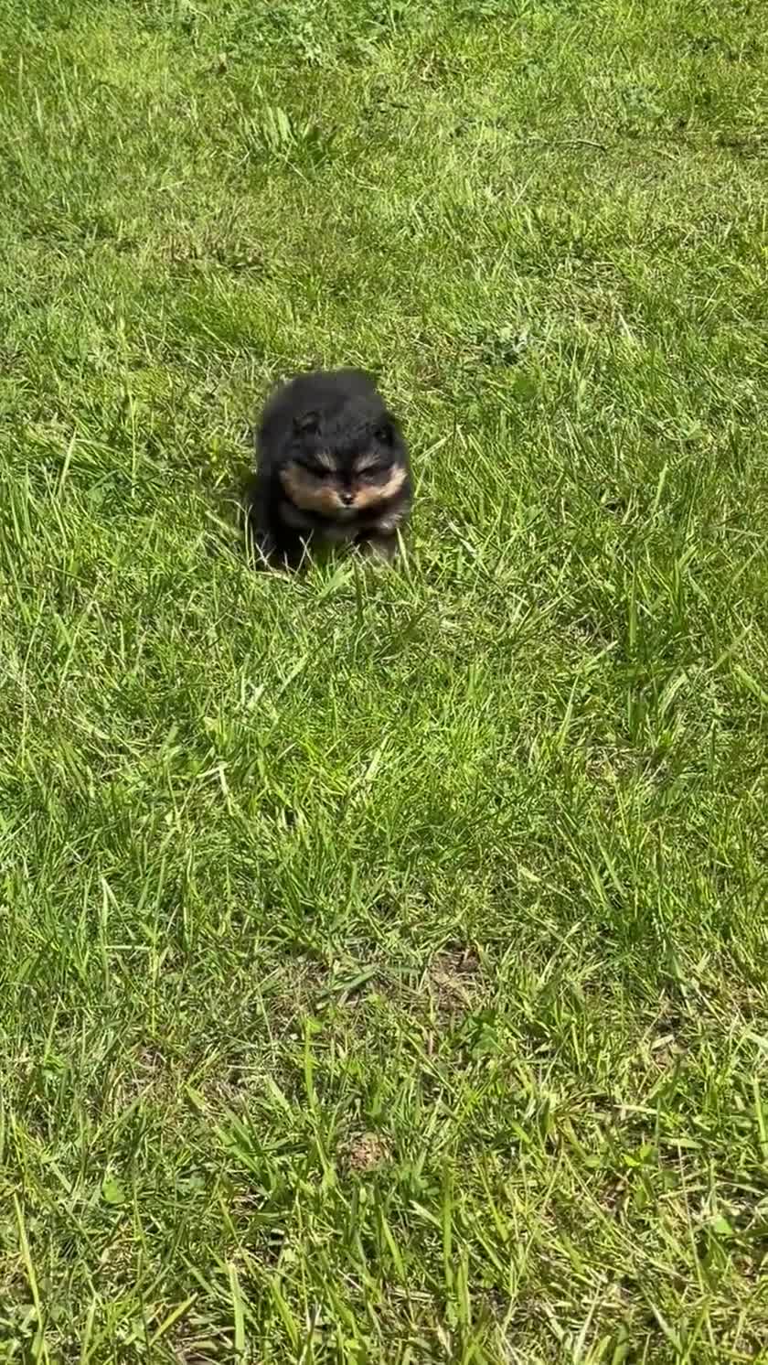 Pomeranian dogs for sale: Top quality tiny teddy bear 🧸 pomeranian - Video 1